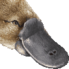 カモノハシ・あいこん