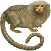 ぴぐみーまーもせっとのあいこん