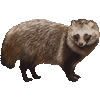 たぬきのあいこん