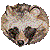 Raccoon Dog thumbnail