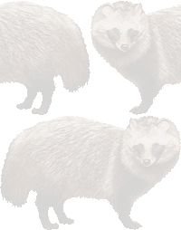 狸の壁紙／条件付きフリー画像