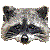 Raccoon thumbnail