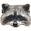 アライグマ・あいこん