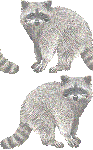 アライグマの壁紙／非営利無料イラスト