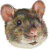 ドブネズミ・あいこん