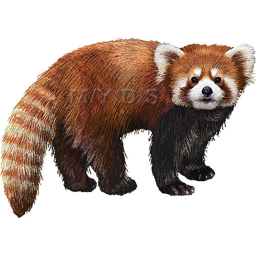 レッサーパンダのイラスト／条件付フリー素材集