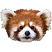 レッサーパンダ・アイコン