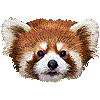レッサーパンダ・あいこん