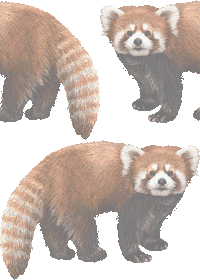 レッサーパンダの壁紙／非営利無料イラスト