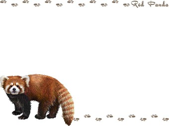 レッサー パンダ、レッド パンダの年賀状／非商用無料イラスト