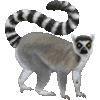 わおきつねざるのあいこん