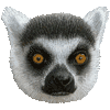 ワオキツネザル・あいこん