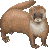 ちょうせんいたちのあいこん