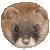 Siberian Mountain Weasel thumbnail