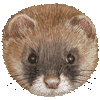チョウセンイタチ・あいこん