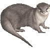 コツメカワウソ・あいこん