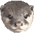 コツメカワウソのサムネイル