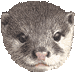 コツメカワウソのアイコン