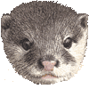 こつめかわうそのあいこん
