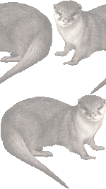 コツメカワウソの壁紙／フリー画像