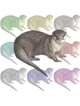 （小爪獺、小爪川獺）コツメ カワウソのポストカード／無料イラスト