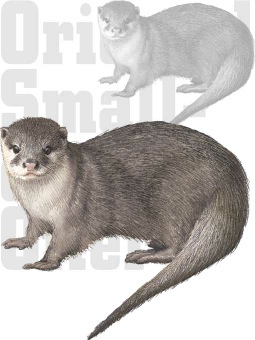 年賀状・コツメカワウソ／条件付フリー素材