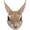 トビウサギ・あいこん