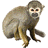 こんもんりすざるのあいこん
