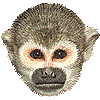コモンリスザル・あいこん