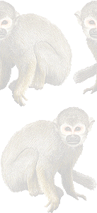 リス猿の壁紙／条件付きフリー画像
