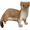 おこじょのあいこん