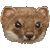 Stoat, Ermine thumbnail