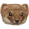 オコジョ・あいこん