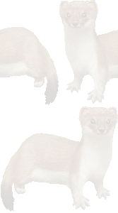オコジョの壁紙／条件付きフリー画像
