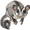 フクロモモンガ・あいこん