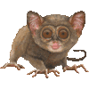 めがねざるのあいこん