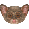 メガネザル・あいこん