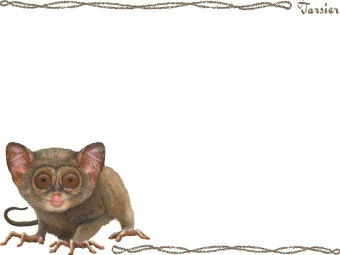 （眼鏡猿）メガネザル／サルの年賀状／非商用無料イラスト