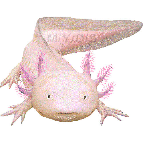メキシコサラマンダーのイラスト／条件付フリー素材集
