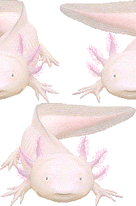 ウーパールーパーの壁紙／非営利無料イラスト