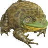 あめりかうしがえるのあいこん