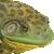 American Bullfrog thumbnail