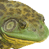 アメリカウシガエル・あいこん