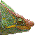 Parson's Chameleon thumbnail