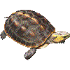 せまるはこがめのあいこん