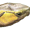 セマルハコガメ・あいこん