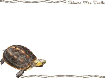 （背丸箱亀）セマルハコガメ／カメの年賀状／非商用無料イラスト