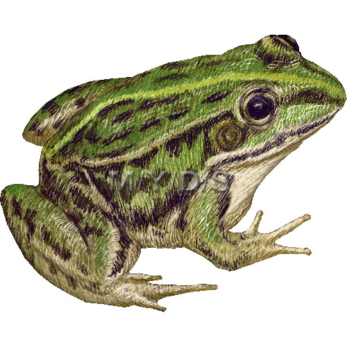 トノサマガエルのイラスト／条件付フリー素材集