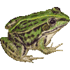 とのさまがえるのあいこん