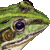 Black-spotted Pond Frog, Dark-spotted Frog thumbnail